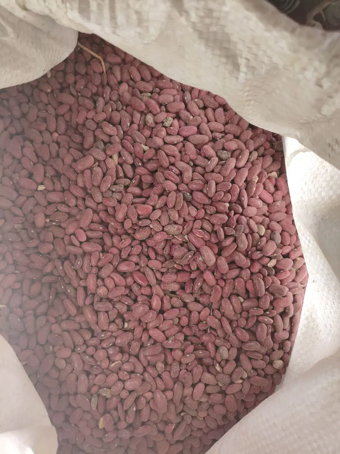 لوبیا قرمز|خوردنی و آشامیدنی|بیرانوند, |دیوار