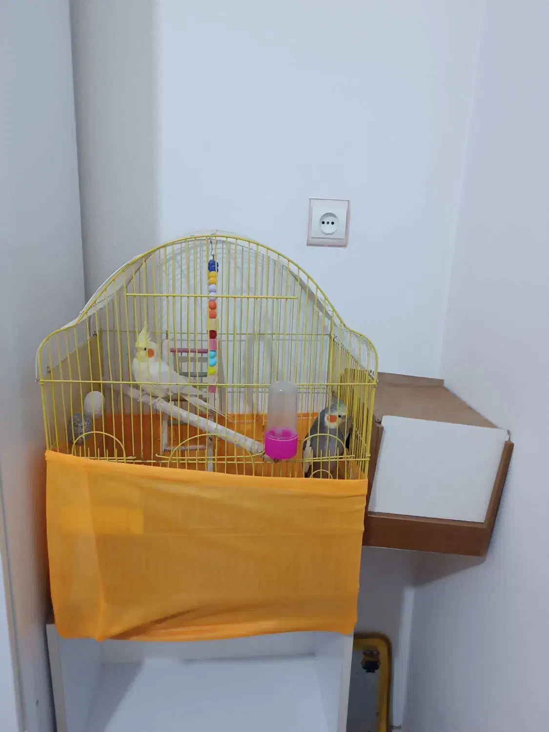 عروس هلندی|پرنده|سلماس, |دیوار