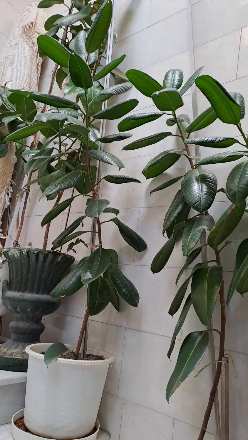 گل فیکوس به ارتفاع یک مترو نیم الی  دو متر|گل و گیاه طبیعی|قزوین, |دیوار