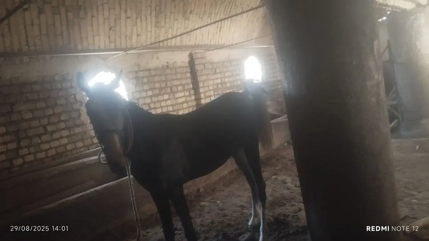 اسب|اسب و تجهیزات اسبسواری|کمیجان, |دیوار