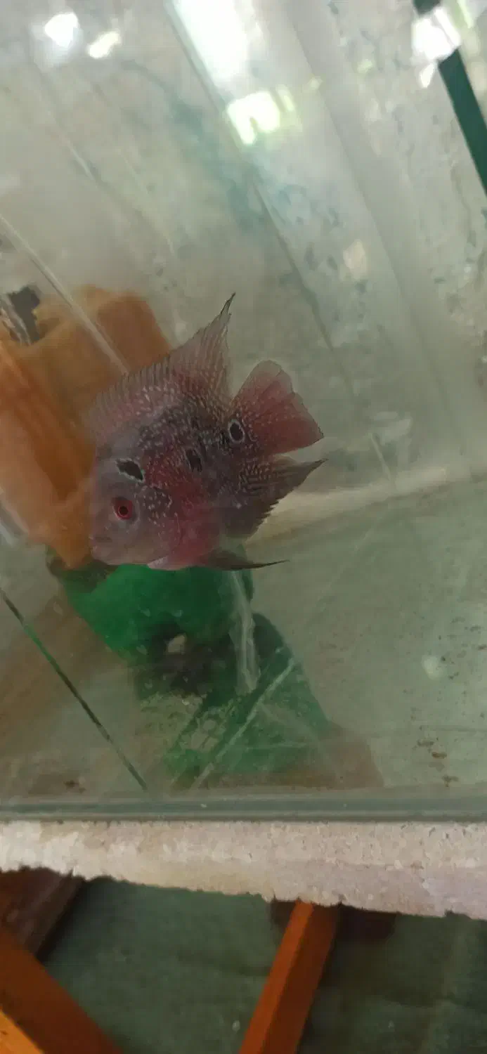 ماهی قرمز|ماهی|برخوار, |دیوار