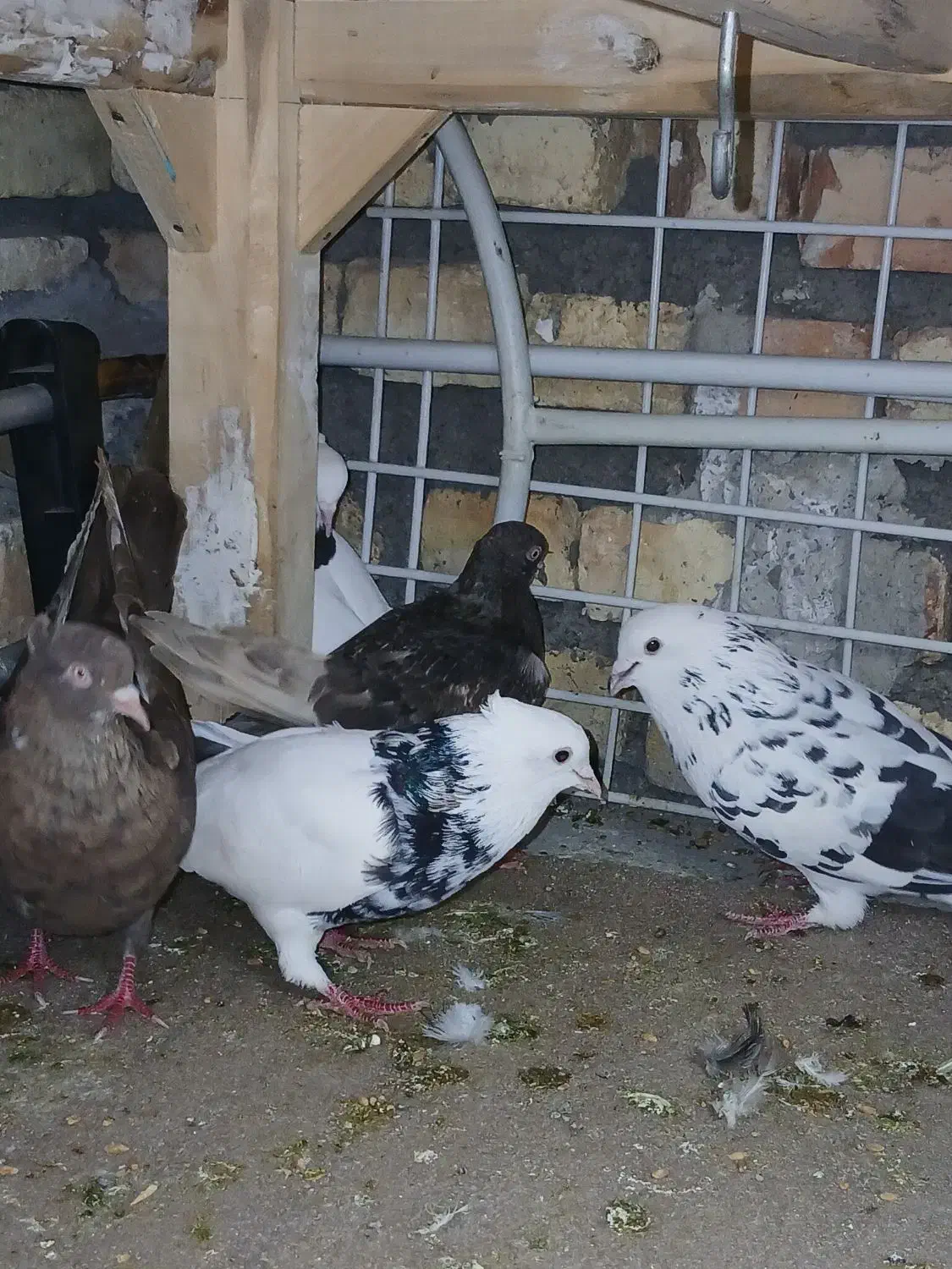 سلام ۵ عدد کبوتر|پرنده|کرمانشاه, |دیوار