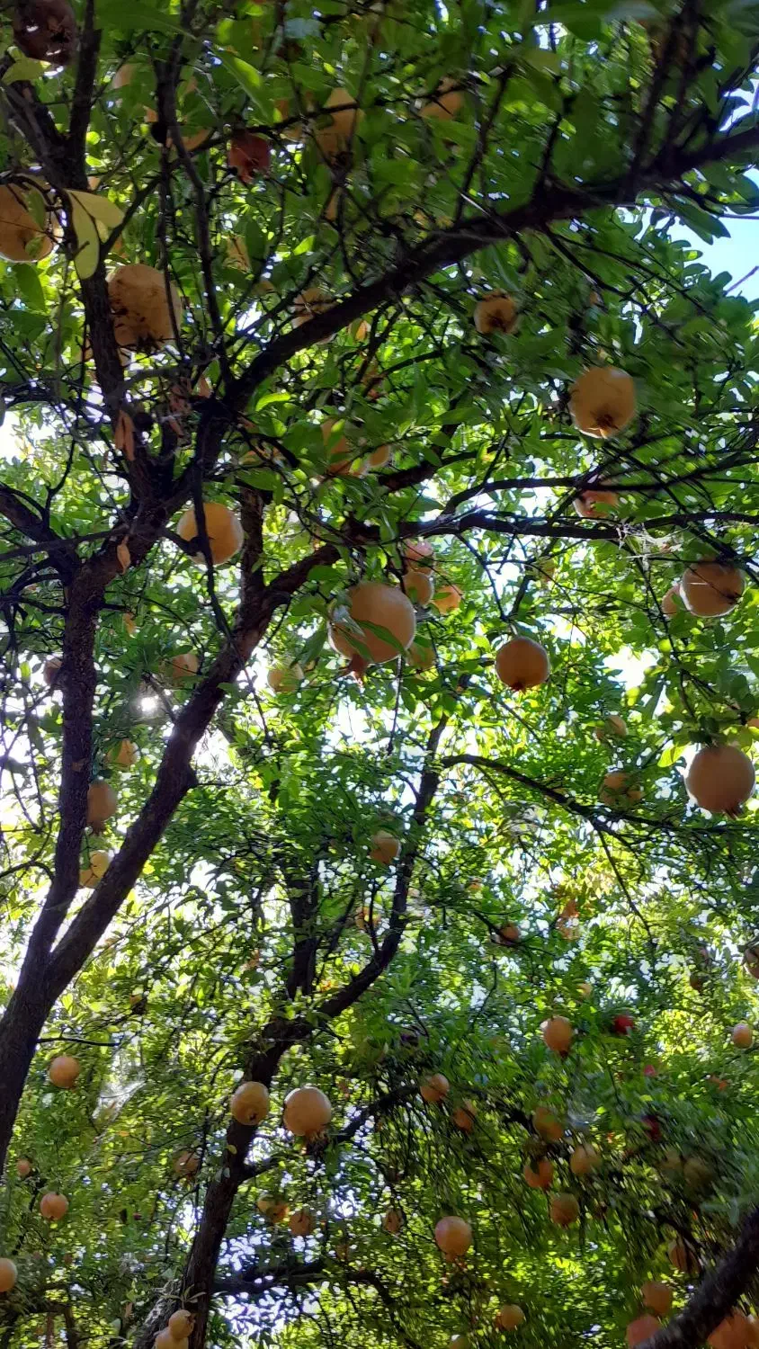 انار مخصوص آب گیری|خوردنی و آشامیدنی|سیروان, |دیوار