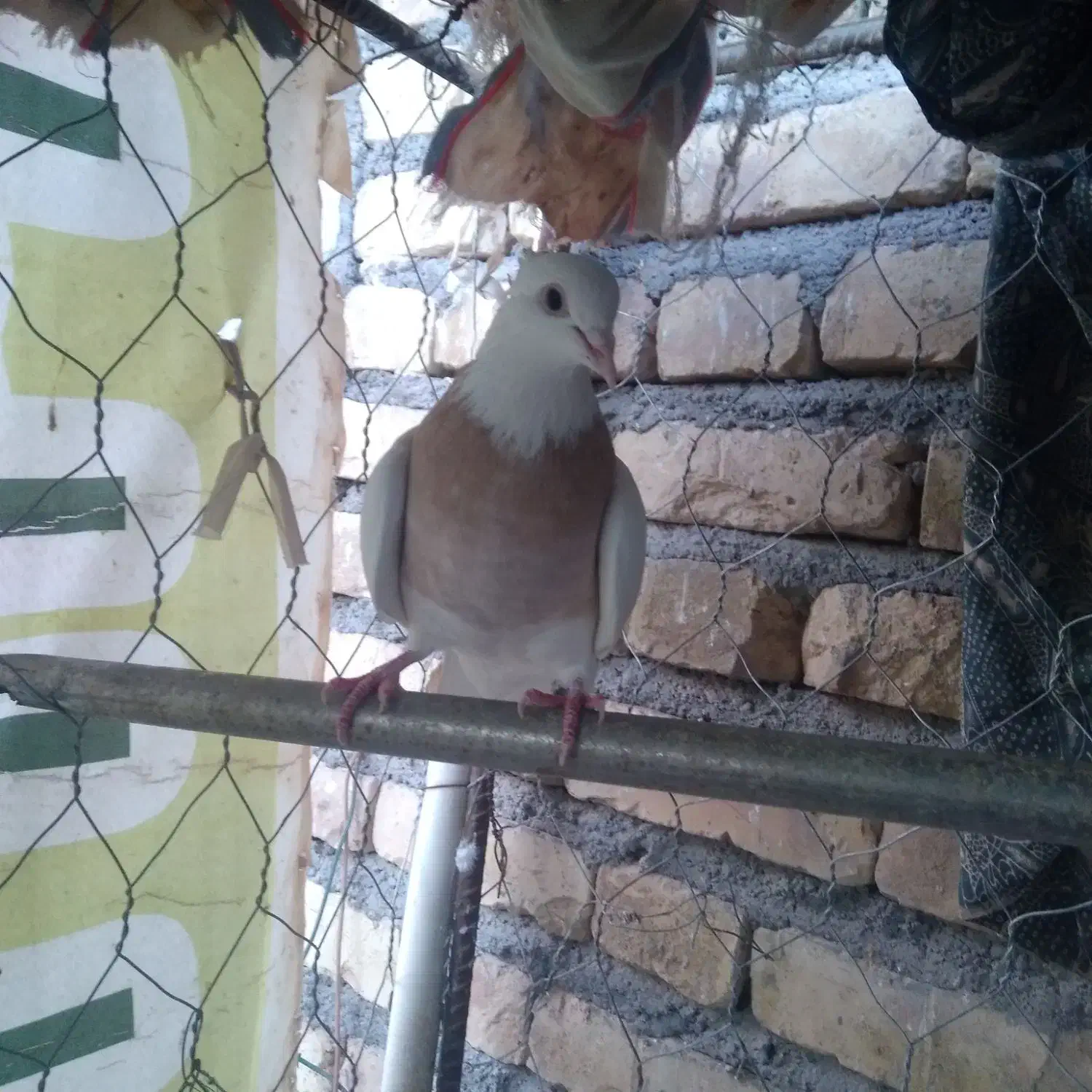 دوتا ماده طوقی|حیوانات|کرمان, |دیوار