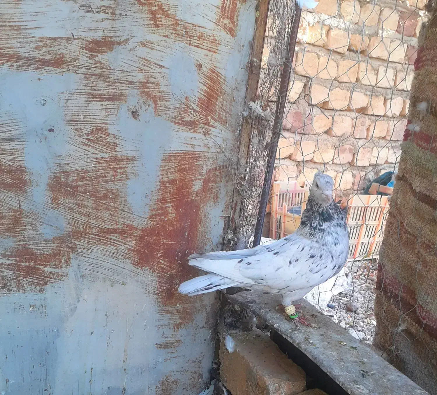 سینه سرور هوایی|پرنده|مرودشت, تخت جمشید|دیوار