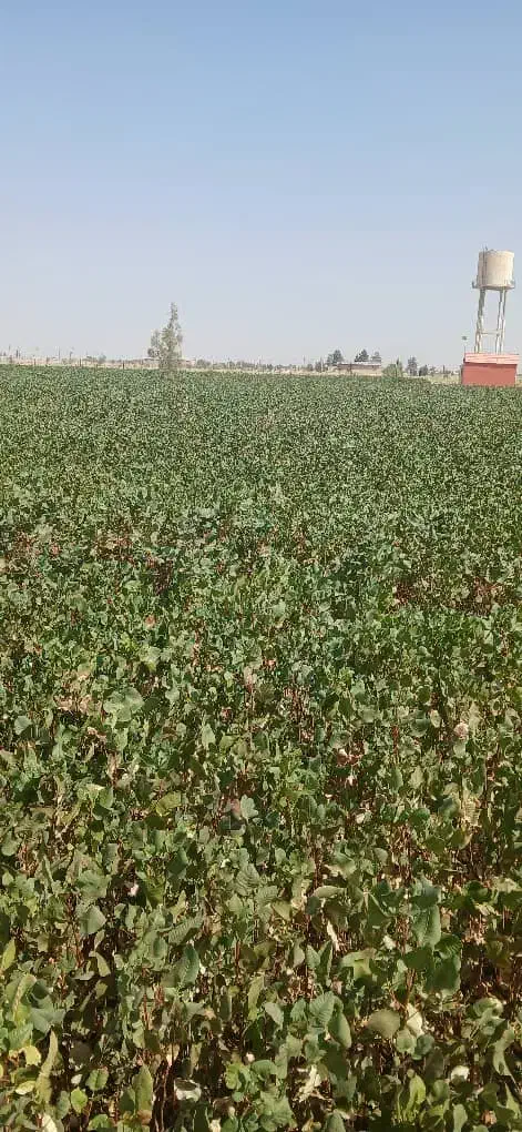 نهال پسته وخدمات کاشت صفرتاصد|خدمات باغبانی و درختکاری|رودشت (اصفهان), |دیوار