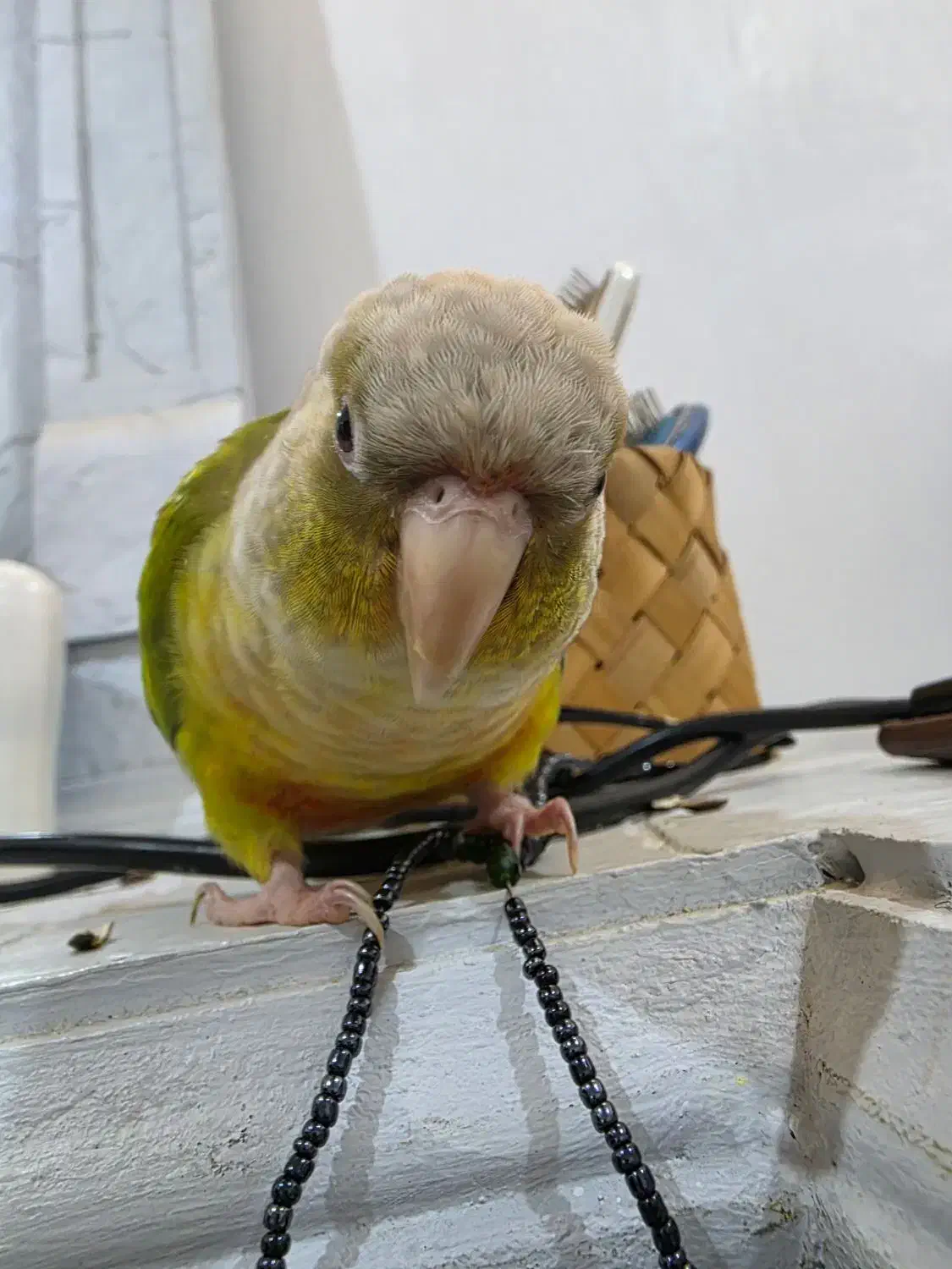 طوطی گم شده|حیوانات|دزفول, |دیوار