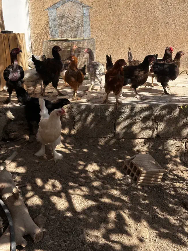 نیمچه برهما|حیوانات مزرعه|اصفهان, جلفا|دیوار