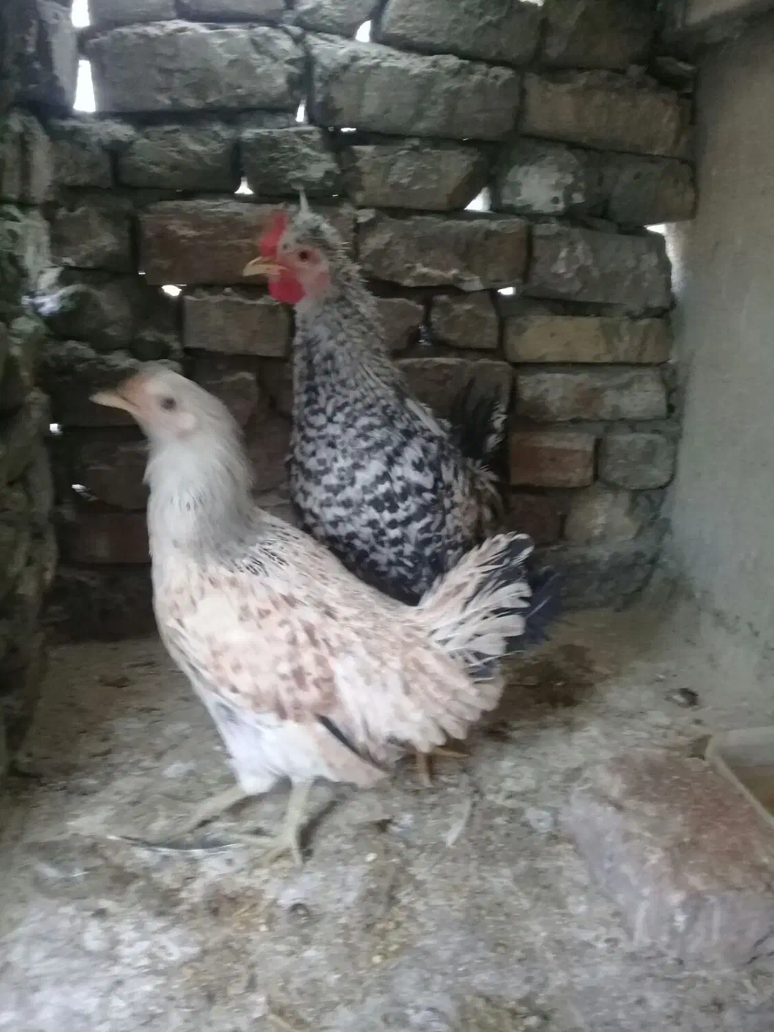 مرغ رسمی|حیوانات مزرعه|ری, حمزه‌آباد|دیوار