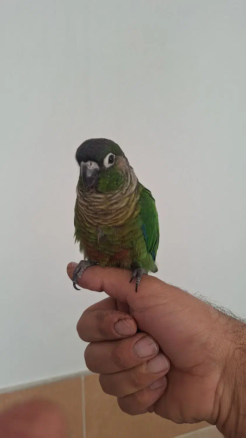 طوطی گرینچیک|پرنده|رفسنجان, |دیوار