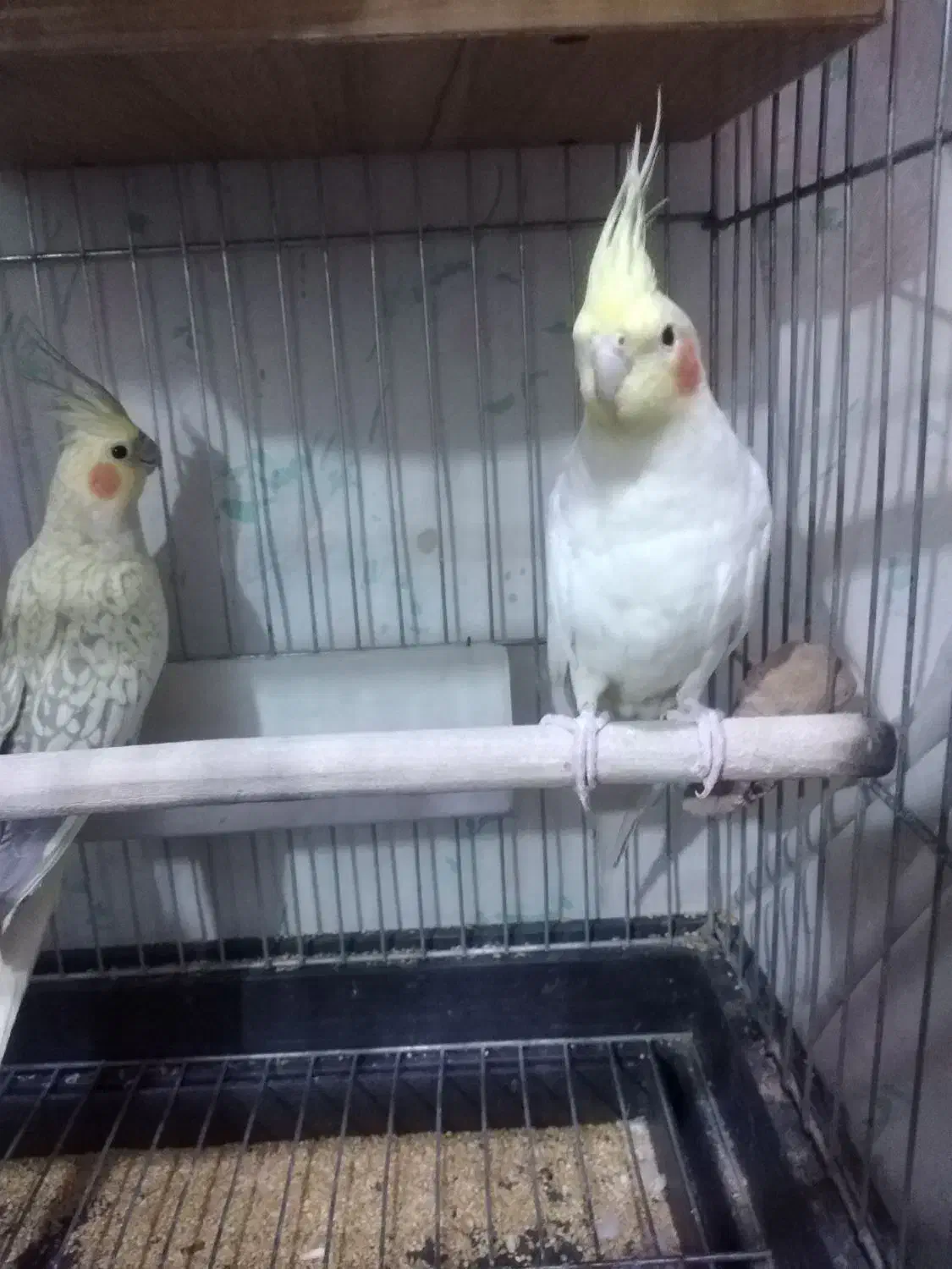 یک جفت عروس هلندی نروماده مولد|پرنده|رباطکریم, نصیرشهر|دیوار