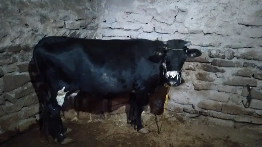 گاو|حیوانات مزرعه|چنگ الماسی, |دیوار