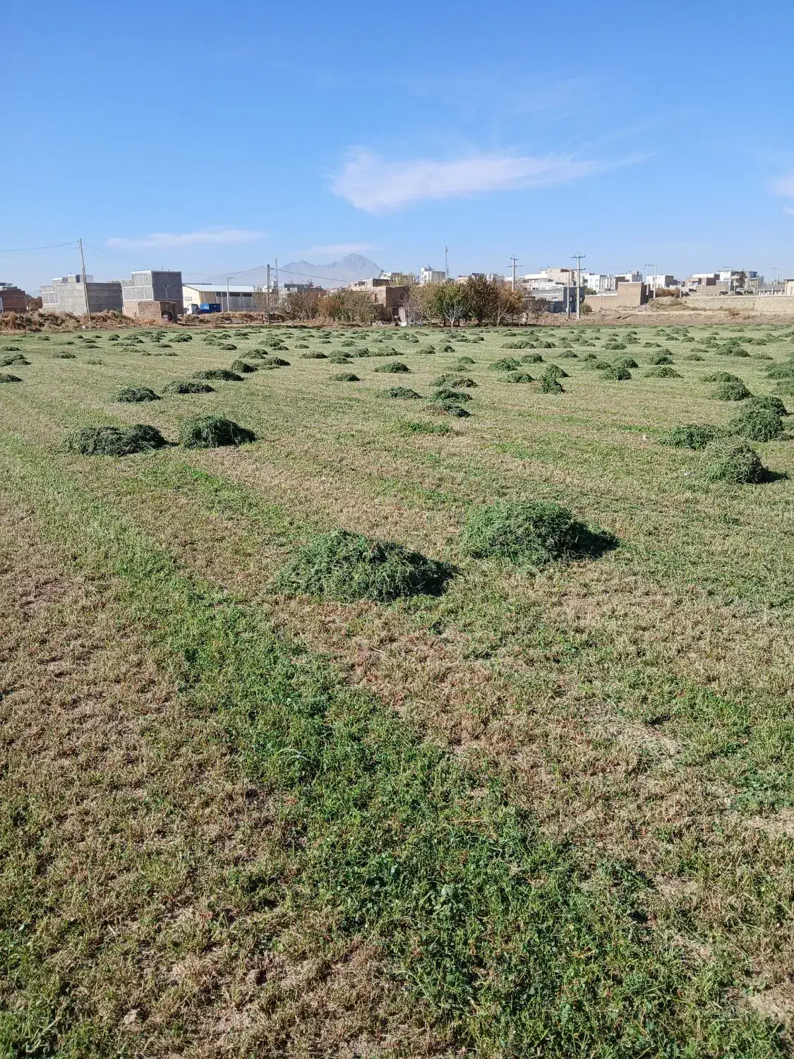 یونجه|خدمات باغبانی و درختکاری|صالح آباد, |دیوار