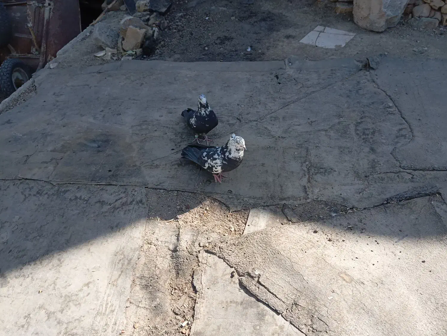 کبوترواشه ای سیاه|پرنده|سامان, |دیوار