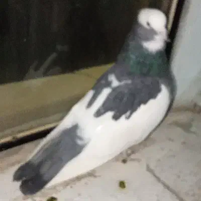 نرابلق سیاه تخته دم|پرنده|کرمانشاه, |دیوار