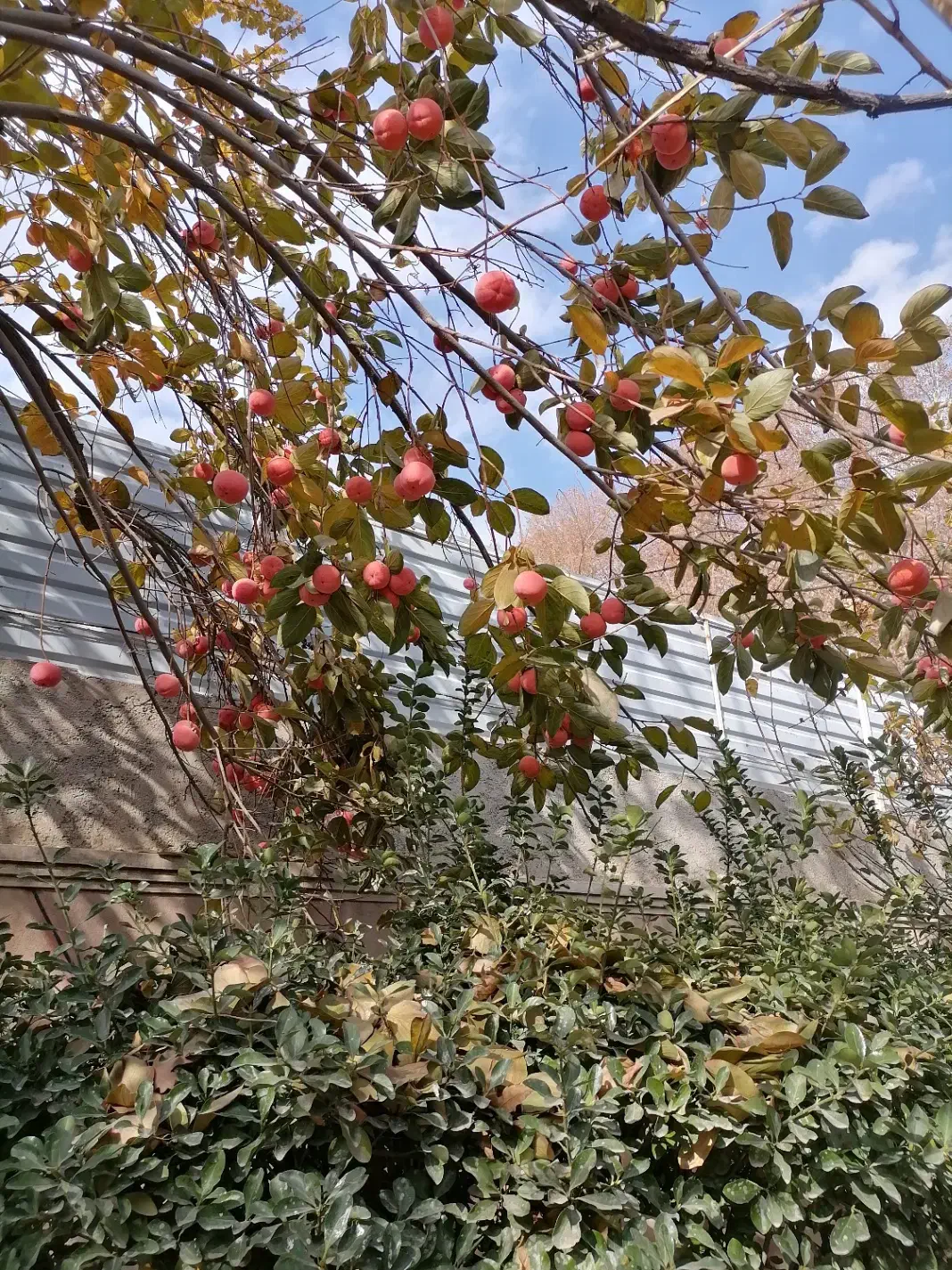 فروش خانه مسکونی قولنامه ای در عباس ابادمحمدشهر|فروش خانه و ویلا|محمدشهر, عباس آباد|دیوار