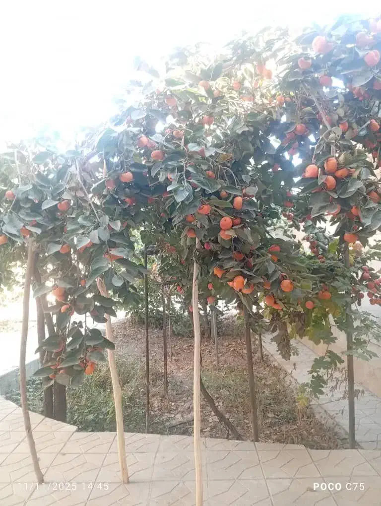 هشتگرد / خیابان راه اهن / فول خواب / ۱۶۰متر|فروش آپارتمان|هشتگرد, هشتگرد قدیم|دیوار