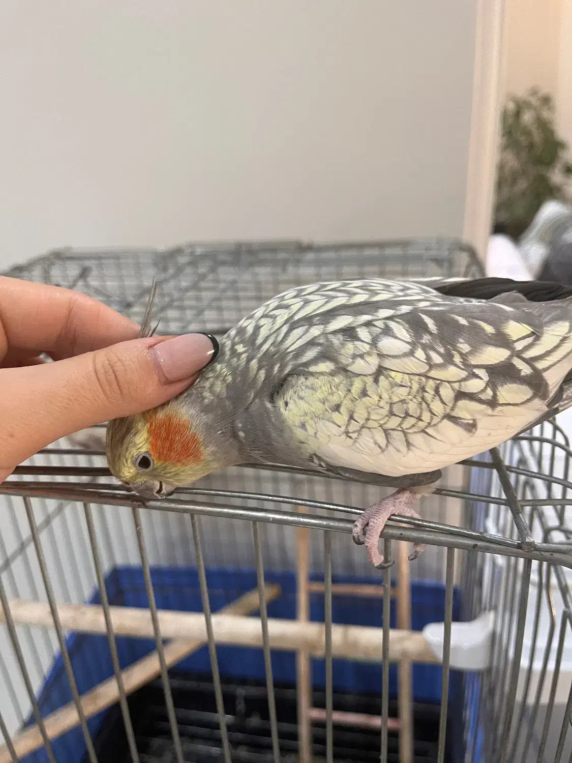 عروس هلندی ماده|پرنده|تهران, امام زاده عبدالله|دیوار