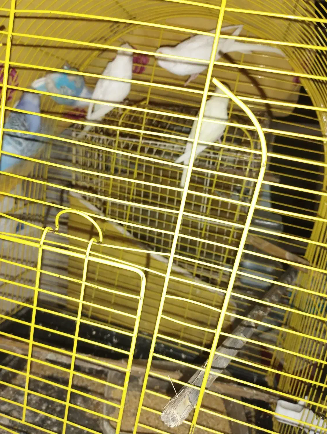 ۱۵۰۰تومان|پرنده|بندرعباس, |دیوار