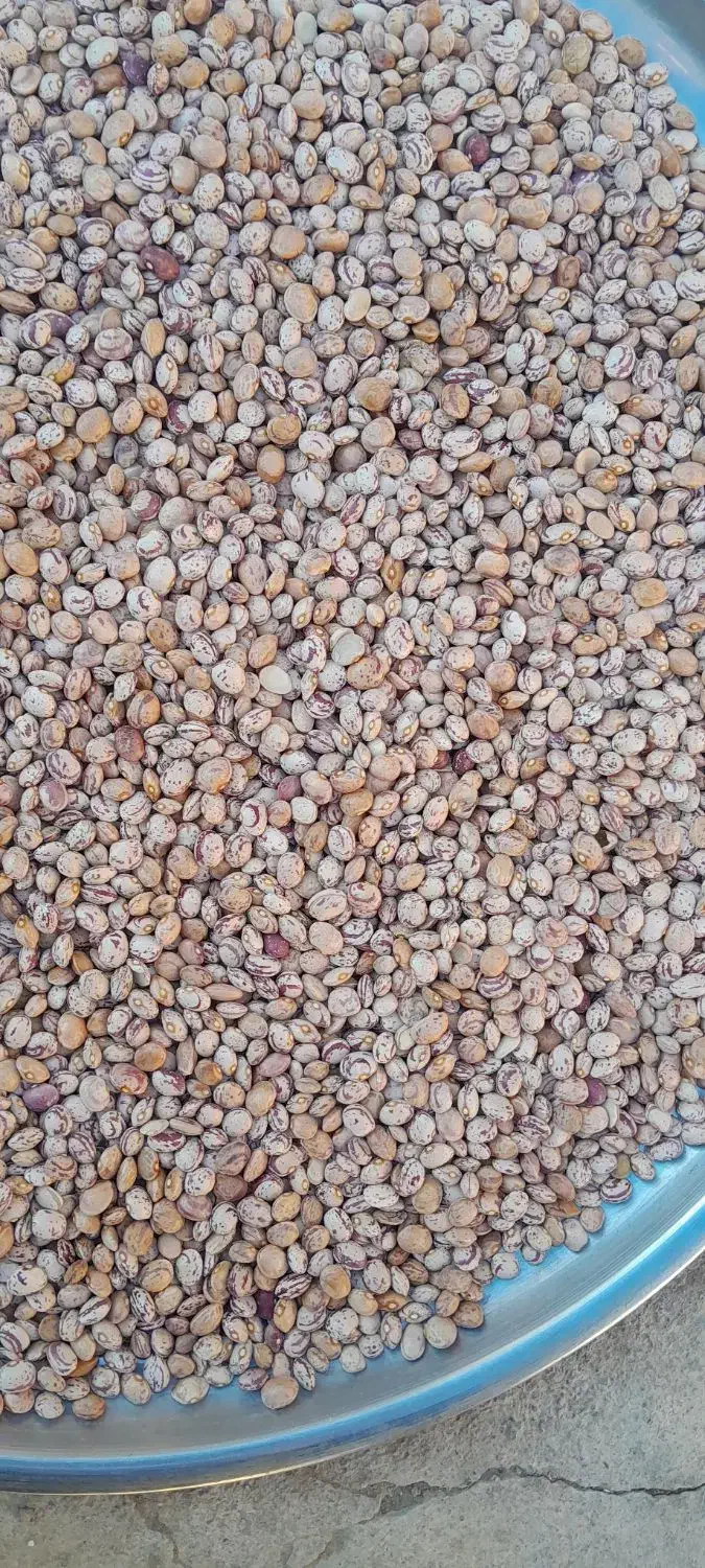 لوبیا چیتی برداشت امسال|عمدهفروشی|نظر کهریزی, |دیوار