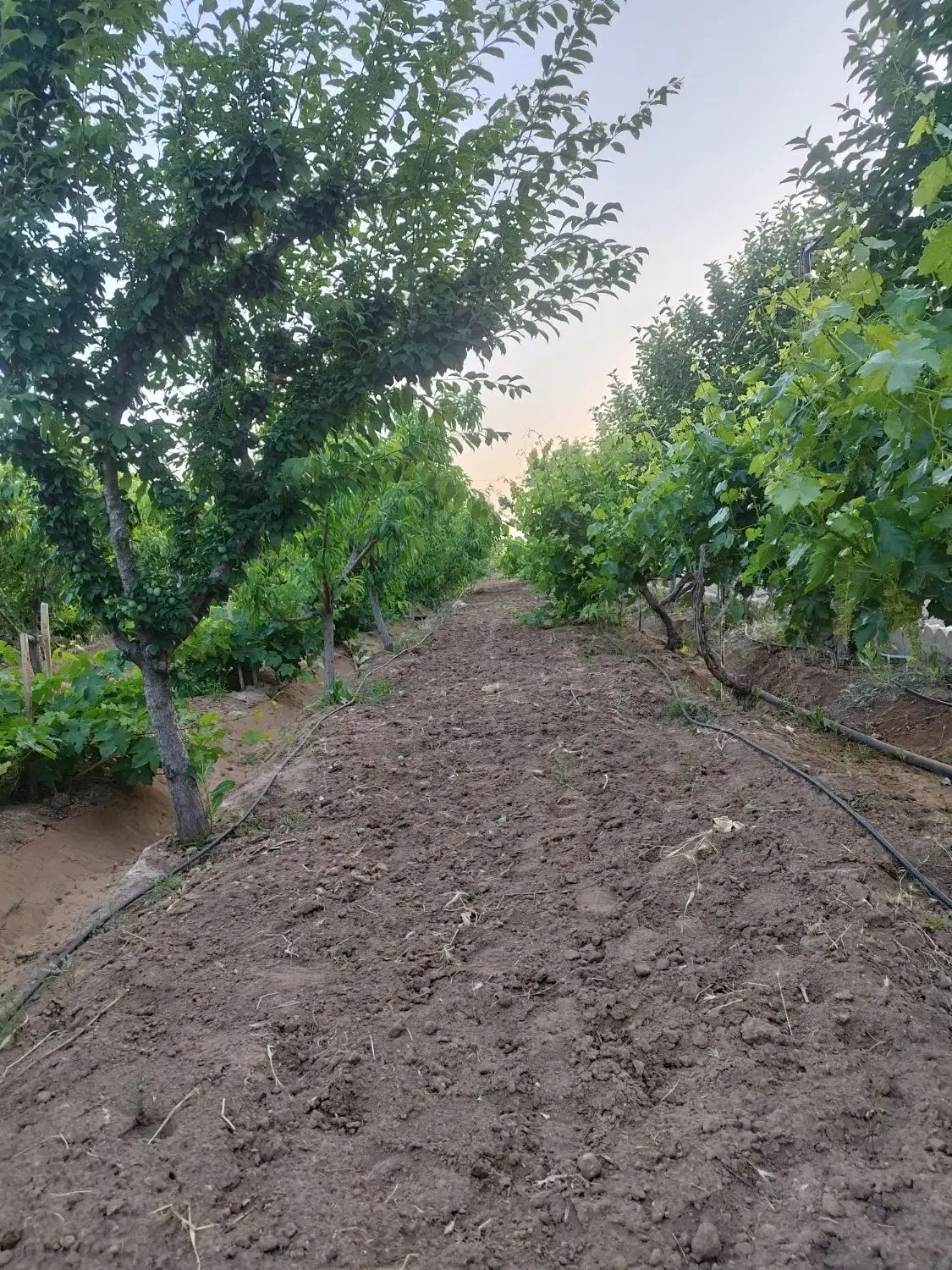 باغچه های شهرکی ۷۵۰،۱۰۰۰،۱۵۰۰  باسند،باغبان،نگهبان|فروش زمین و ملک کلنگی|زرندیه, |دیوار