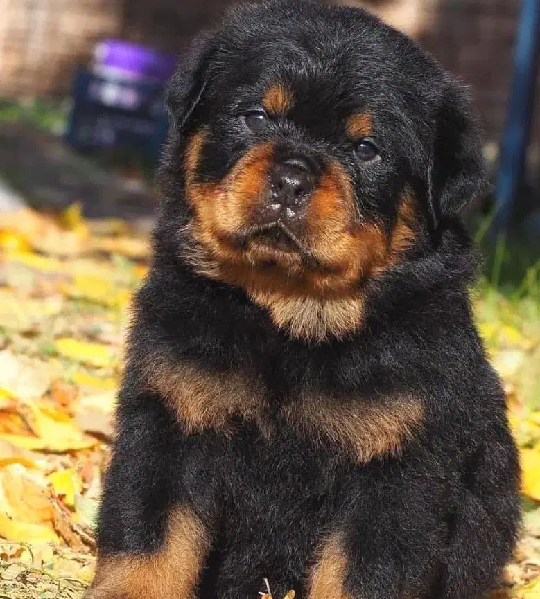 فروش توله روتوایلر اصیل|سگ|شیراز, اصلاحنژاد|دیوار