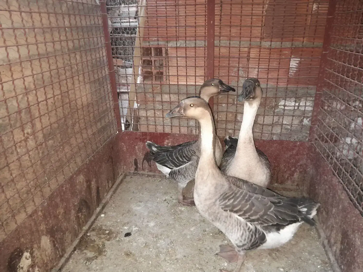 قو غاز آفریقایی|حیوانات مزرعه|رفسنجان, |دیوار