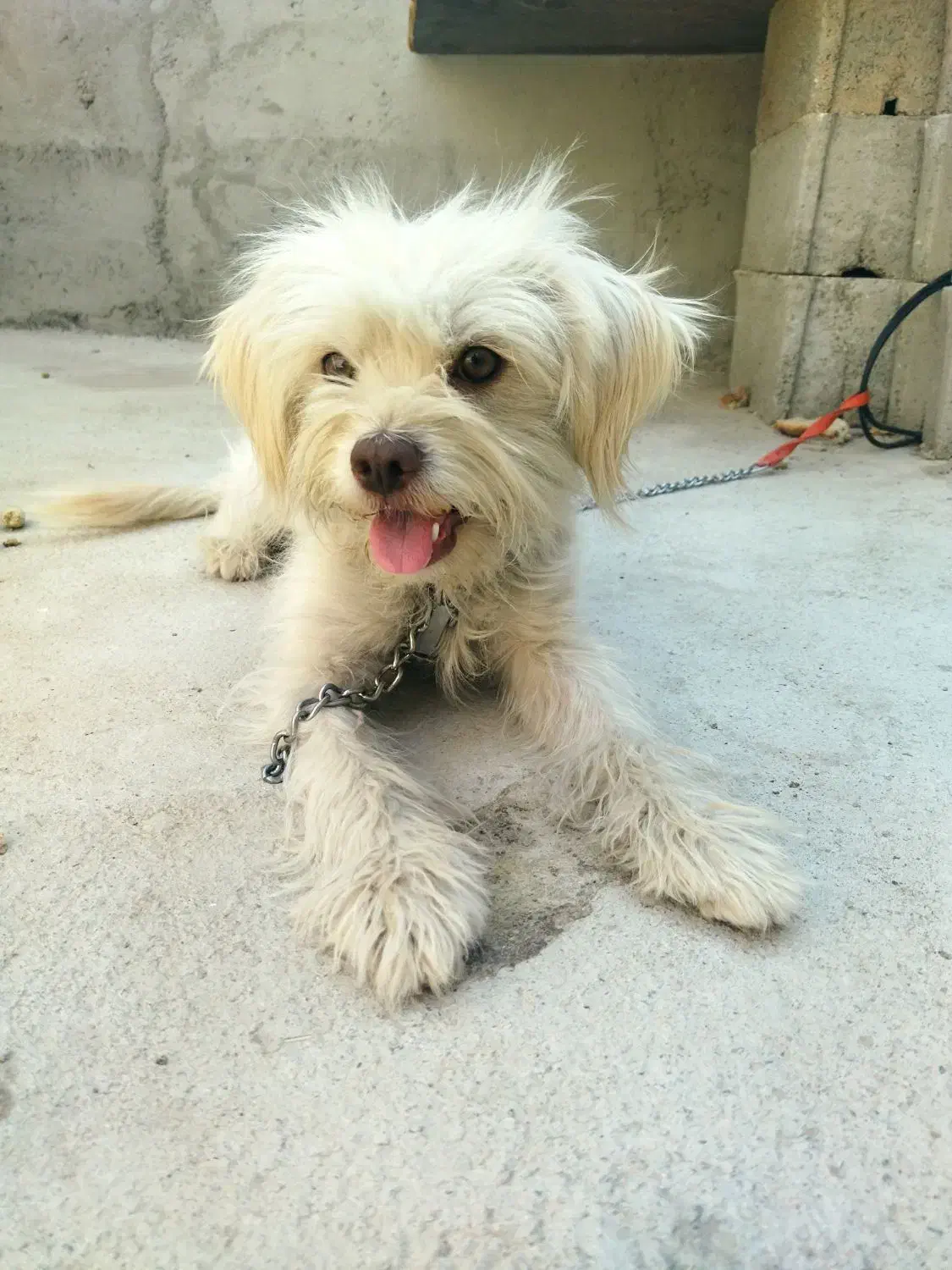 سگ شیتزو. پاپی|سگ|خمینی‌شهر, |دیوار