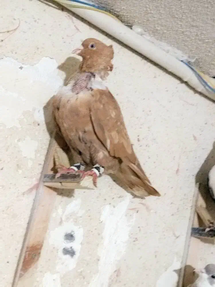 کلاغ رسمی و سینه|پرنده|مشهد, ادیب نیشابوری (شهرک غرب)|دیوار