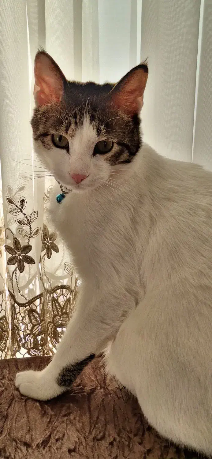 واگذاری گربه DSH|گربه|مشهد, حسابی جنوبی (شهرک غرب)|دیوار