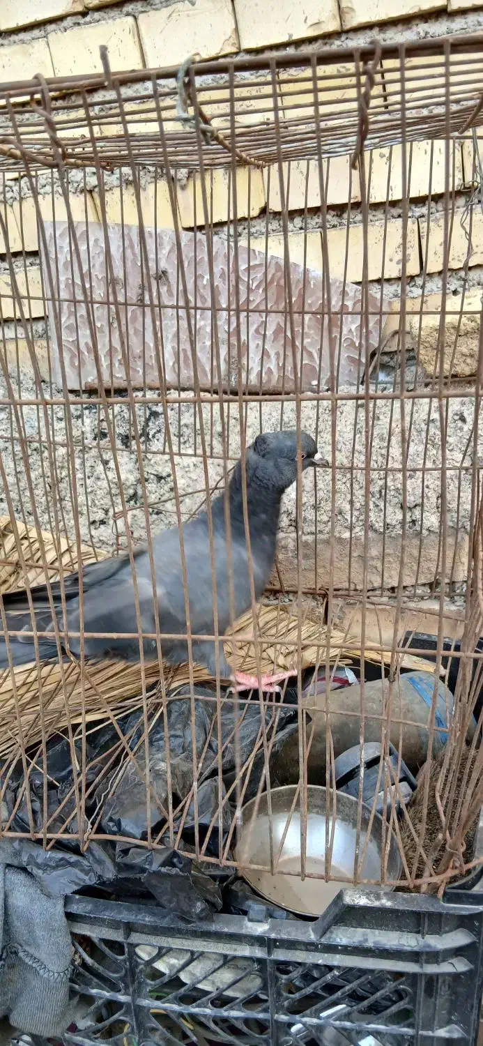 جوجه نر ابادانی|پرنده|خرمشهر, |دیوار