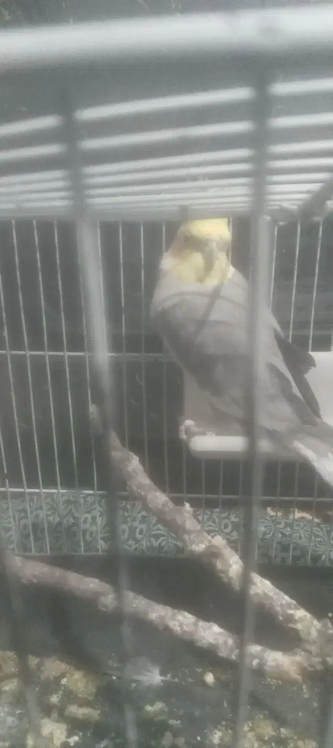 عروس هلندی|پرنده|ابهر, |دیوار