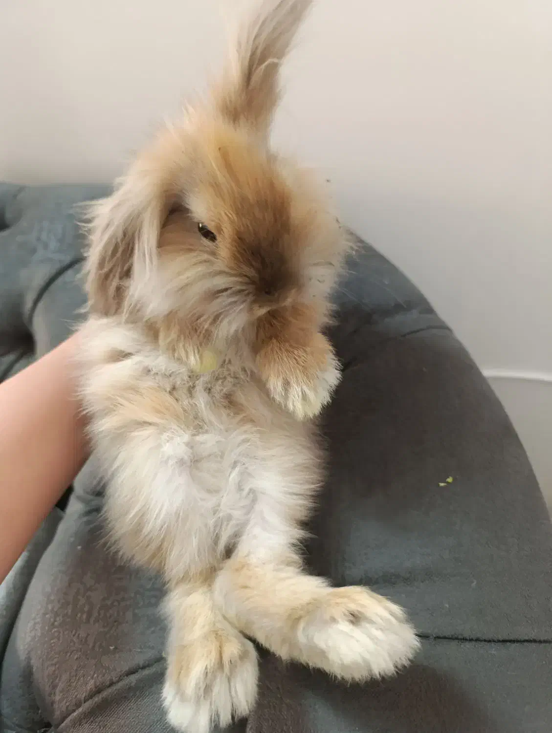 دوتا خرگوش لپ دوتاش باهم۵۰۰|موش و خرگوش|مشهد, دوست آباد|دیوار