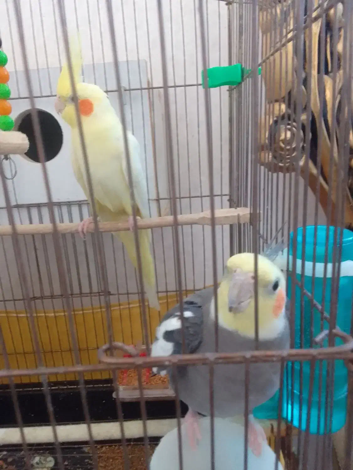 عروس هلندی|پرنده|مرند, |دیوار