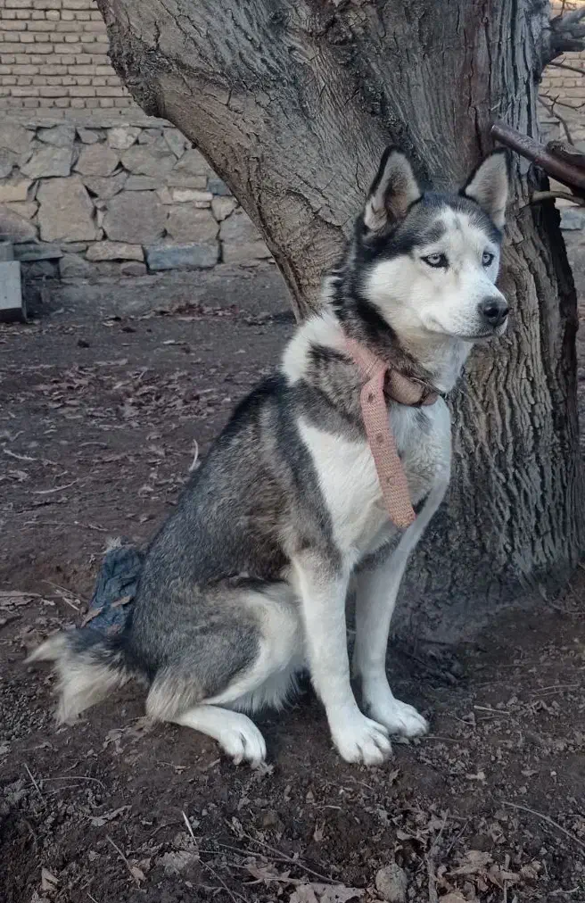 سگ هاسکی|سگ|ملکان, |دیوار