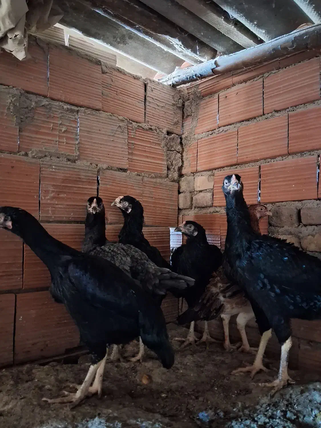 مرغ لاری|حیوانات مزرعه|مینودشت, |دیوار