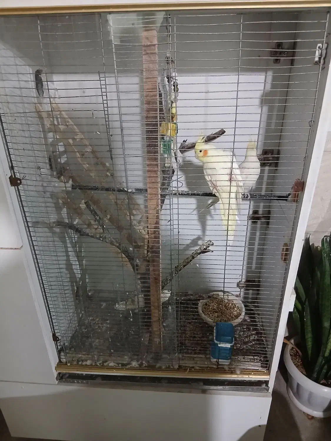 قفس تزئینی|لوازم جانبی حیوانات|بوشهر, |دیوار