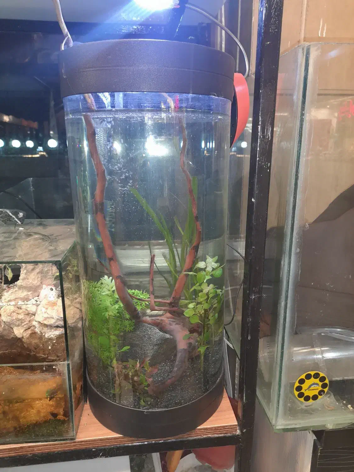 اکواریوم استوانه پلنت با لوازم|ماهی|مشهد, کوه سنگی|دیوار