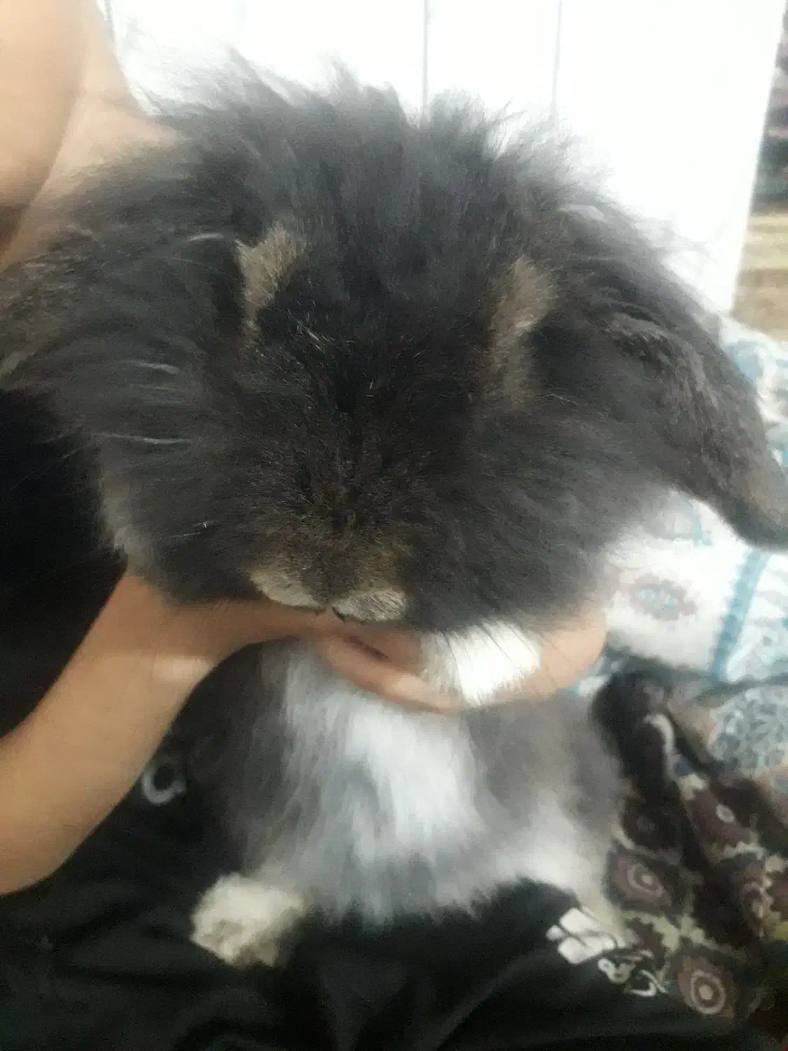 خرگوش‌لپی|موش و خرگوش|بیرجند, |دیوار