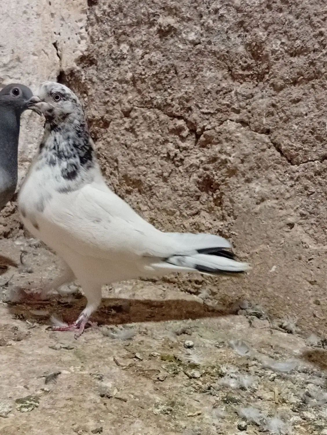 کاشانی ماده|پرنده|مسجد سلیمان, |دیوار