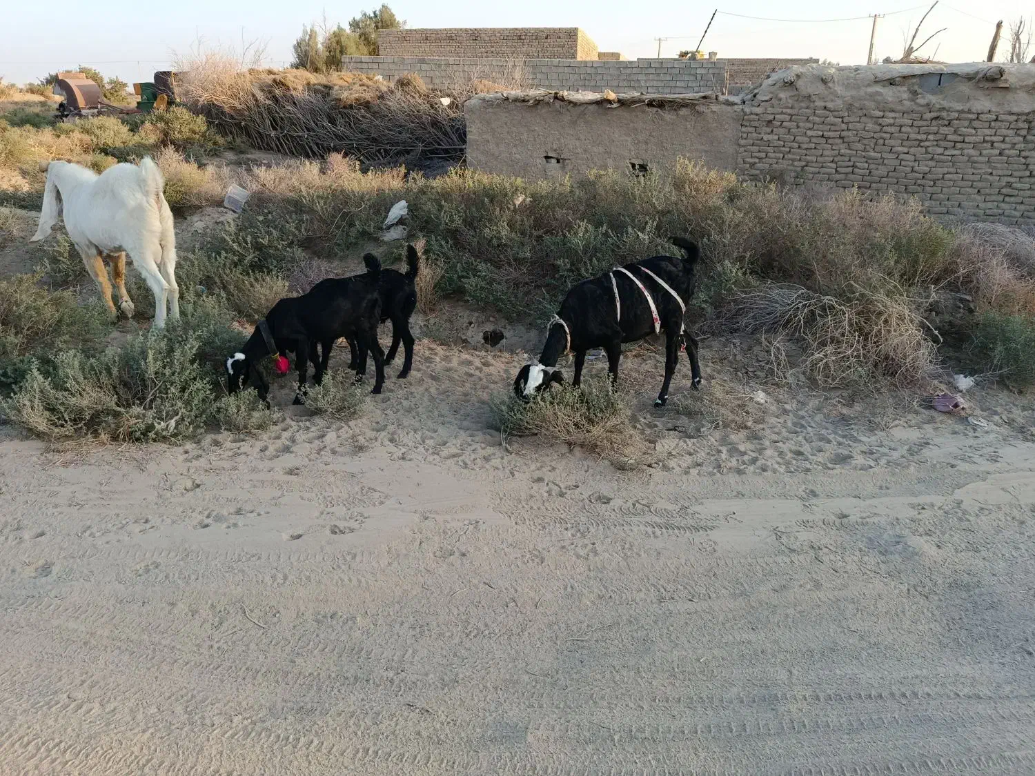 بز گلابی اصل|حیوانات مزرعه|هیرمند, |دیوار