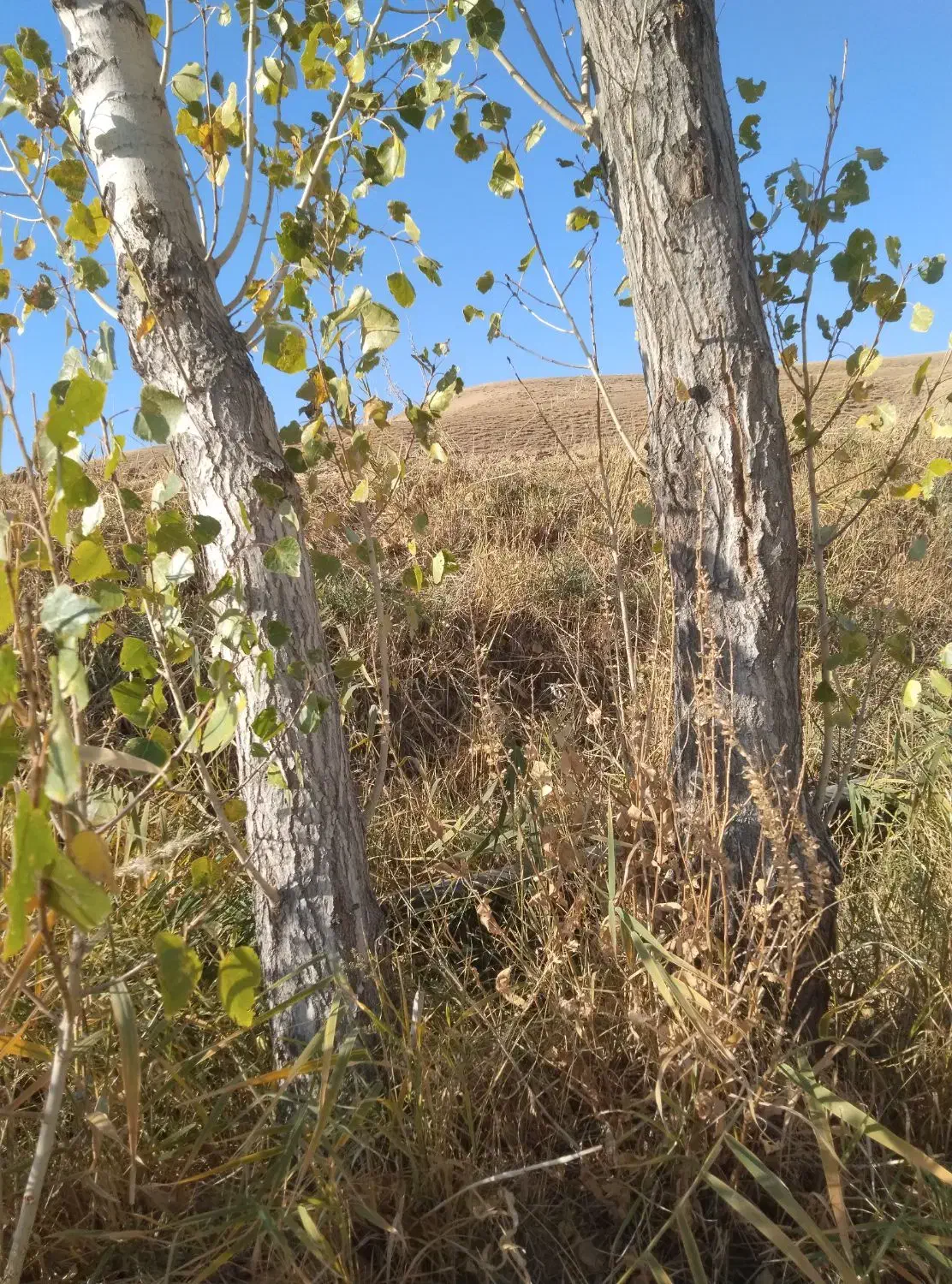 درخت چنار|گل و گیاه طبیعی|دیواندره, |دیوار