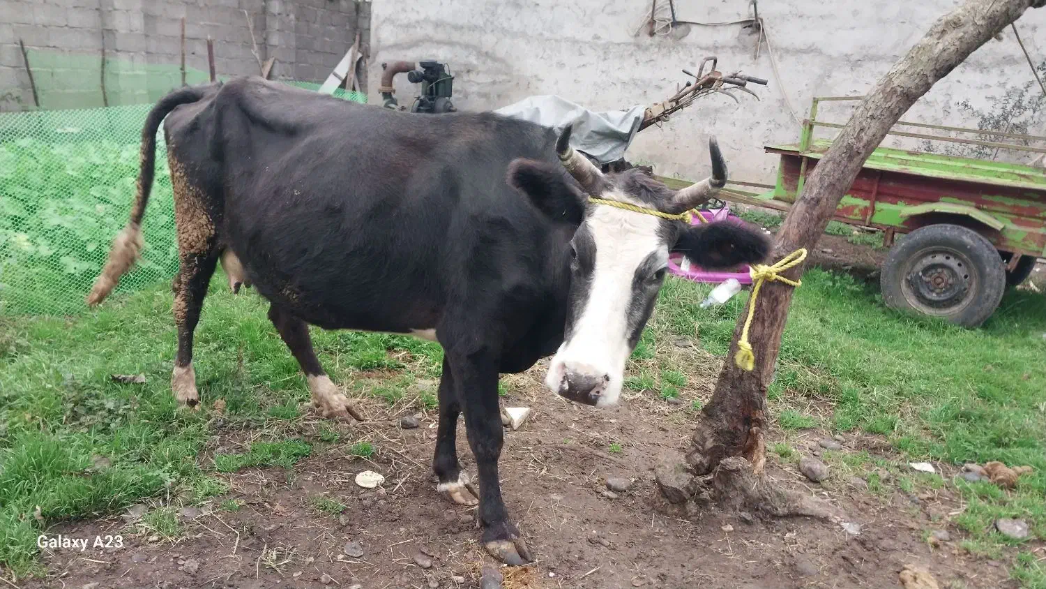 گاووگوساله چالوسی|حیوانات مزرعه|لولمان, |دیوار