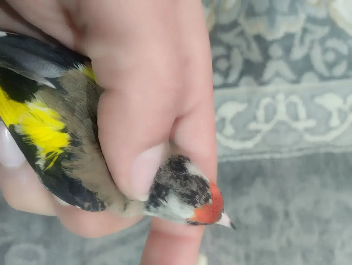 سهره داغسر و کرمونی ورسمی در خدمتم|پرنده|زیرآب, |دیوار