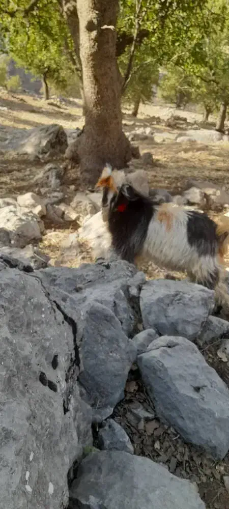 بیگ|حیوانات مزرعه|بازفت, |دیوار