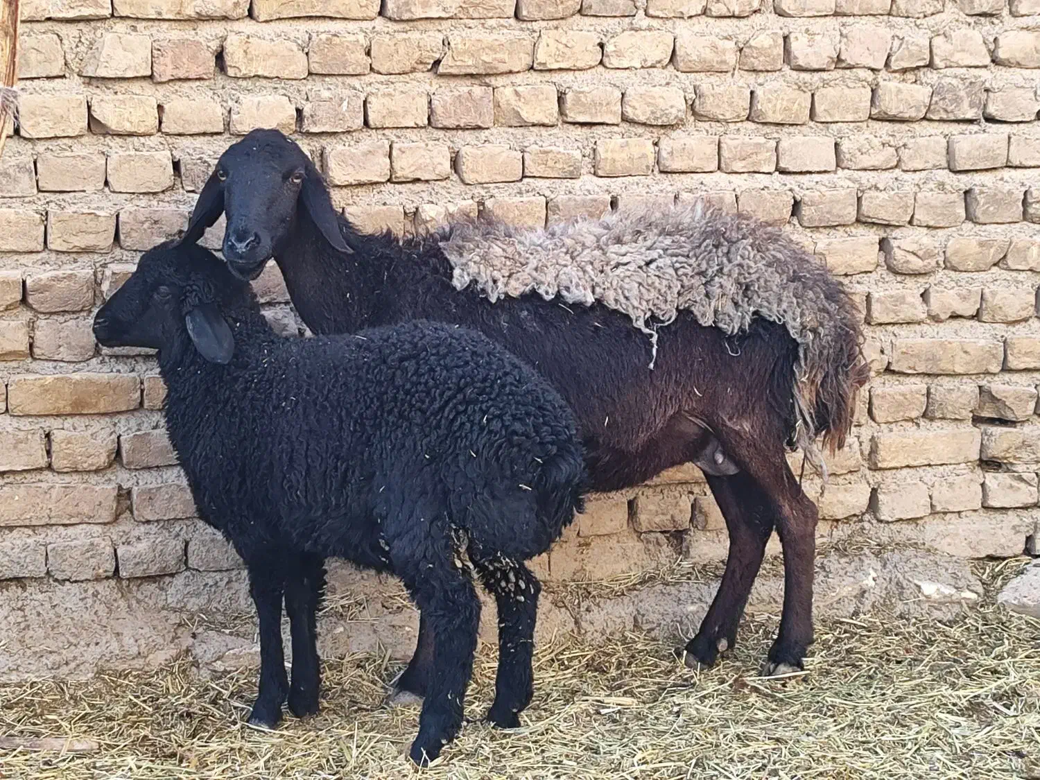 یک راس میش|حیوانات مزرعه|قلعه نو, |دیوار
