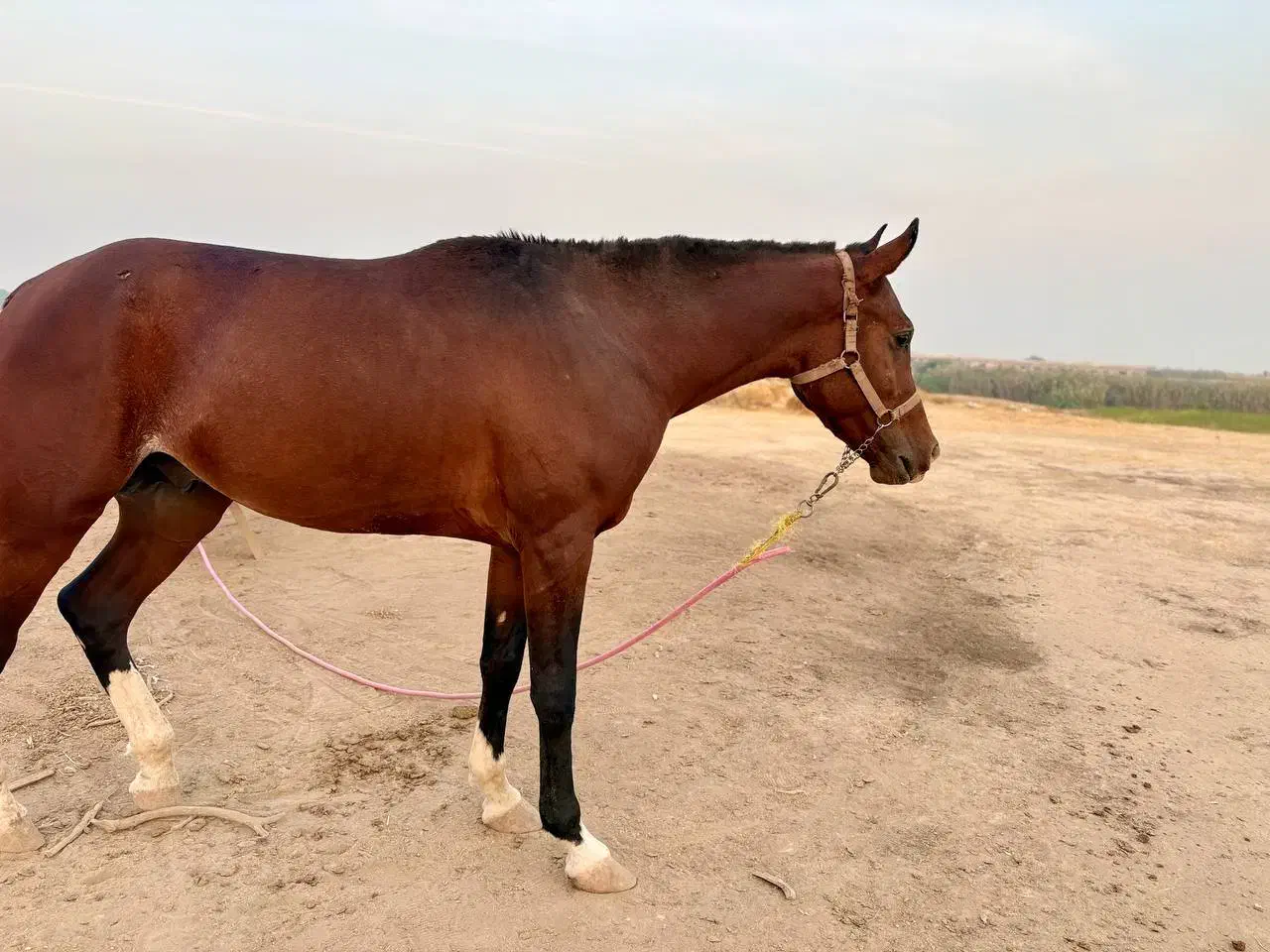 اسب عربی اصیل شناسنامه دار|اسب و تجهیزات اسب‌سواری|شوشتر, |دیوار