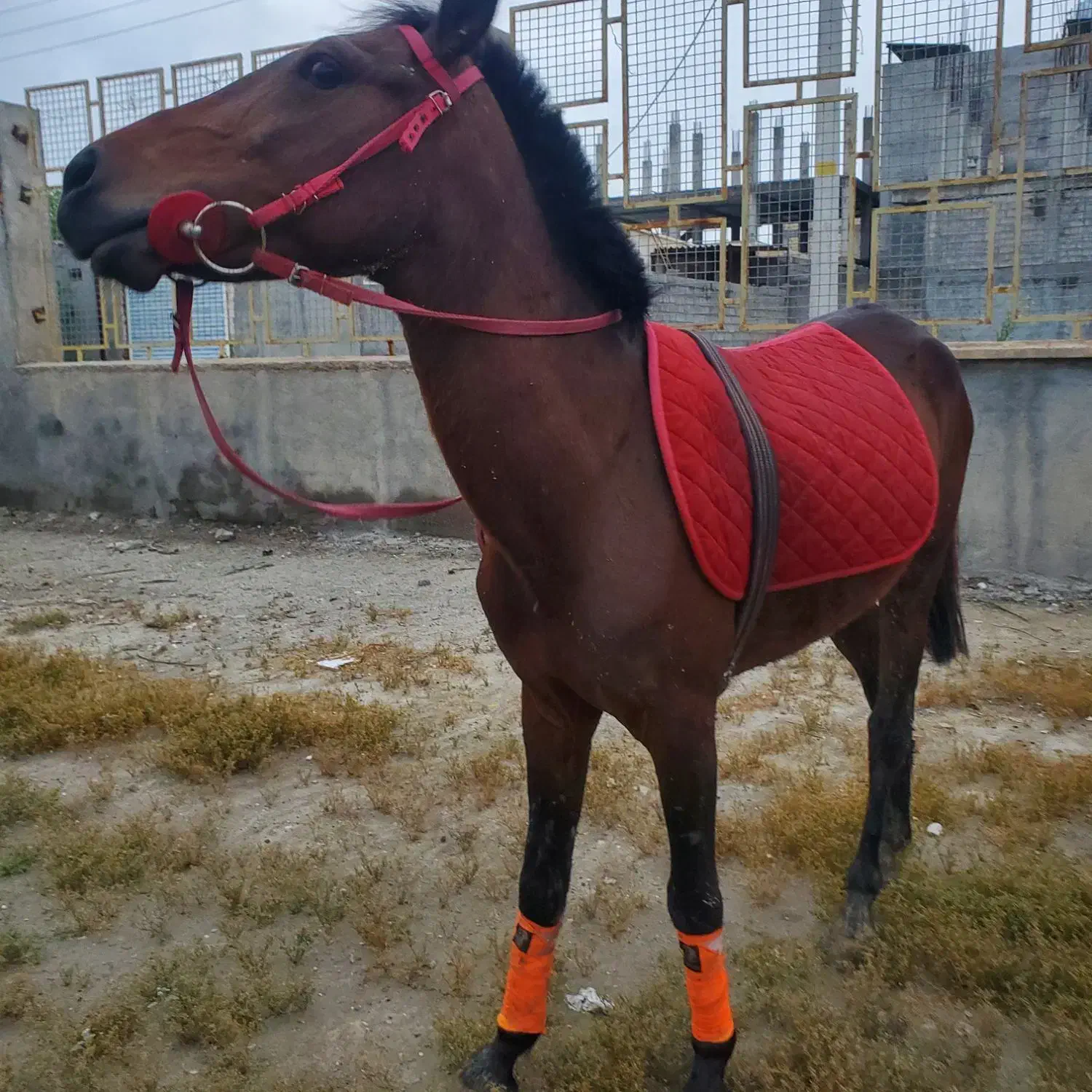 اسب|اسب و تجهیزات اسب‌سواری|میناب, |دیوار