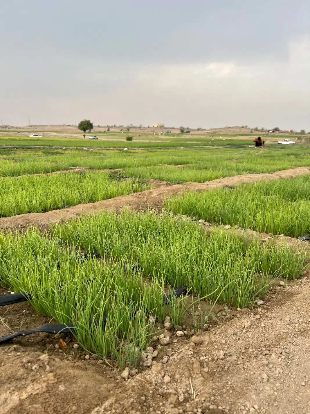 نشا پیاز آماده|گل و گیاه طبیعی|رودان, |دیوار