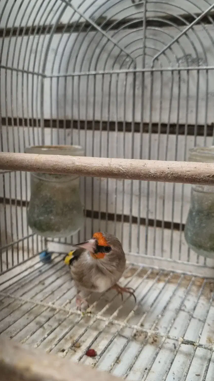 سهره کرمونی|پرنده|شیراز, دشت چنار|دیوار